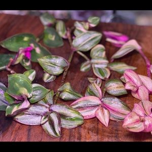 tradescantia bundle- rare cuttings silver notches & blushing bride + 10 mystery